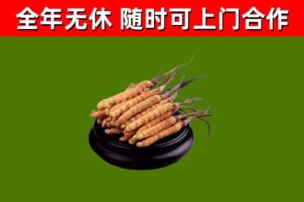 茫崖回收冬虫夏草