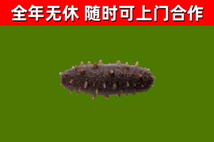 茫崖回收海参干